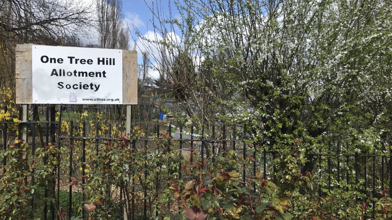 One Tree Hill Allotments